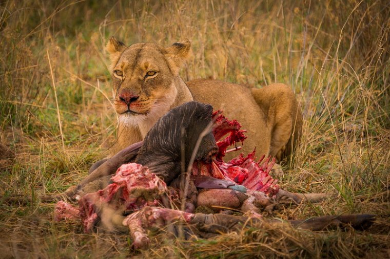 083 Zimbabwe, Hwange NP, leeuw.jpg